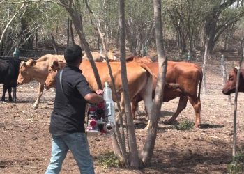 Intensifica Tamaulipas campañas de salud contra el gusano barrenador