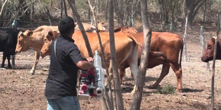 Intensifica Tamaulipas campañas de salud contra el gusano barrenador
